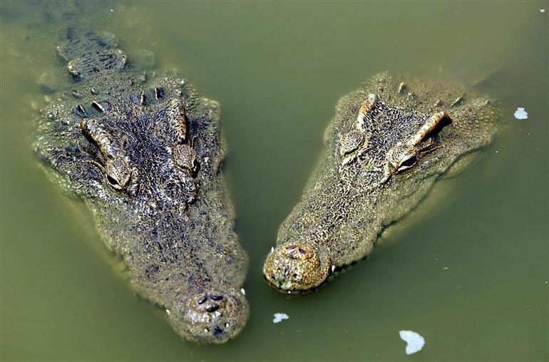 Dozens of escaped crocodiles lurking in floodwaters, Chinese city warns