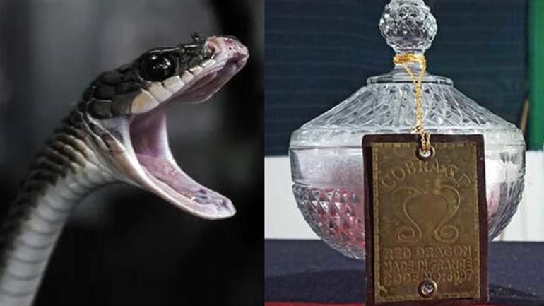 Snake venom worth about Rs 12 cr seized 