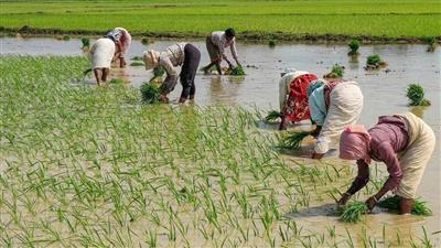 June monsoon has downhearted rice farmers so far