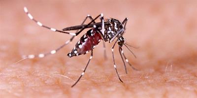 Sea surface temperature anomalies used to predict global dengue trends: Study