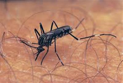 After one death in Kerala, Tamil Nadu deploys Mobile Medical Teams in 12 blocks in Coimbatore to check spread of West Nile Virus