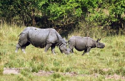 Suspected rhino poacher shot dead in Kaziranga National park