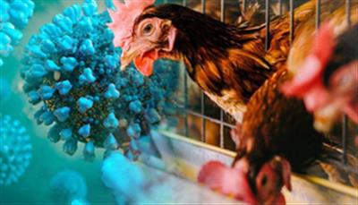 Covid jab technology-based bird flu vaccine may help curb H5N1 cases
