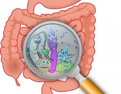 Blame a gut bacteria for your compulsive eating, obesity