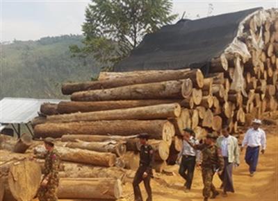 म्यांमार में लकड़ी की तस्करी के आरोप में 15 गिरफ्तार