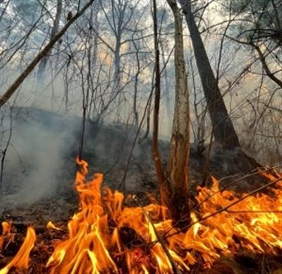 कैलिफोर्निया में जंगल की तेजी से बढ़ती आग के कारण 28,000 से अधिक लोगों को स्थान खाली करने के आदेश दिए गए