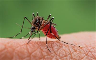 Israel reports 61 new cases of West Nile fever, fatalities rise to 12