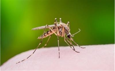 Deaths from West Nile fever in Israel surge to 31
