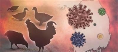 कंबोडिया में H5N1 बर्ड फ्लू का ताजा मामला सामने आया, कुल संक्रमण 8 तक पहुंच गया