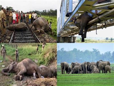 भारत ने 10 वर्षों में ट्रेन दुर्घटनाओं में 200 हाथियों को खो दिया:Wildlife SOS