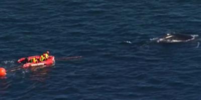 Rescuers working to free entangled whale in Sydney Harbour