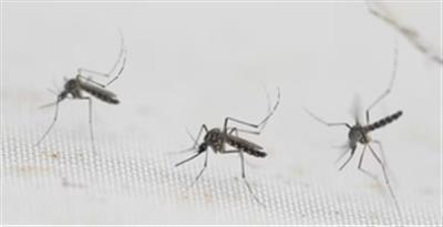 Dengue cases exceed 13,000 in Laos this year