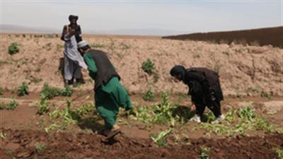 ﻿150 kg opium poppy seized in Kandahar, nine held