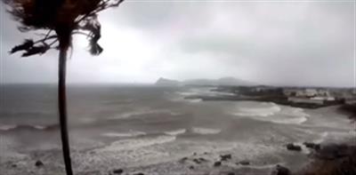 3,000-year-old cedar knocked over by powerful typhoon in Japan