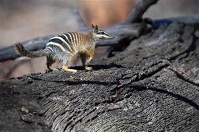 Australia failing to protect threatened species from extinction: WWF report