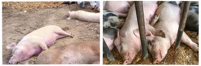 Over 33,000 pigs killed or culled as ASF outbreak unabated in Mizoram