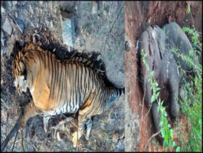 55 tigers, 41 elephants died in Odisha in last 10 years: Minister