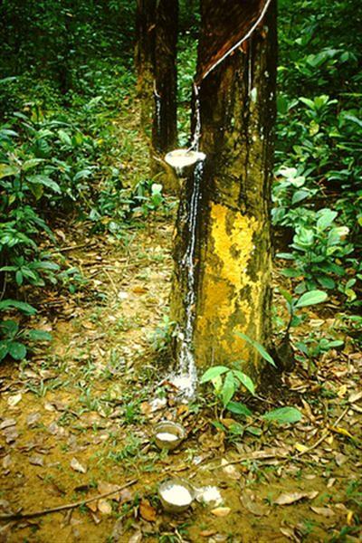 Malaysia's natural rubber production increases 27 per cent in July