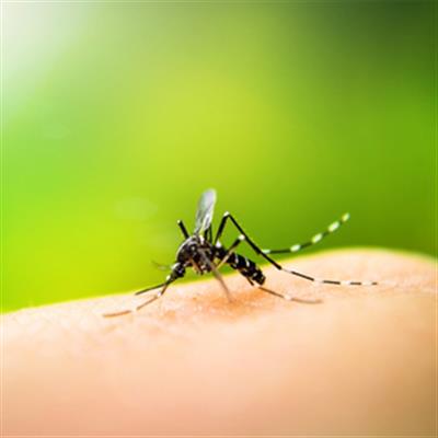 Philippines tallies 546 dengue deaths since January