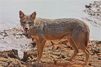 Villagers in Bihar's Munger scared after jackal attacks