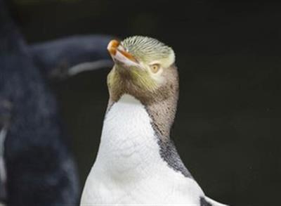 Yellow-eyed penguin wins New Zealand's Bird of the Year