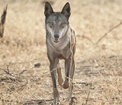 Wolf terror continues in UP's Bahraich, 13-year-old attacked