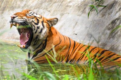 Tiger kills man in Bihar’s West Champaran