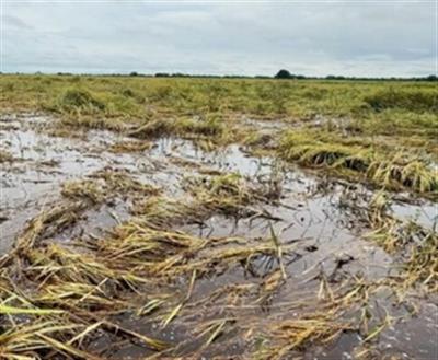 Myanmar's agriculture dept urges cash crop planting in flood-damaged fields