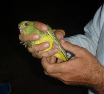 Largest group of critically endangered native parrot found in Australia