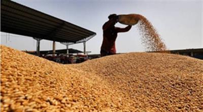 India clocks record foodgrain production at 3,323 lakh metric tonnes in 2023-24