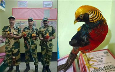 BSF seizes exotic golden pheasants along Indo-Bangladesh Border