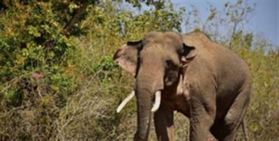 Wild elephant tramples man to death in Tamil Nadu village