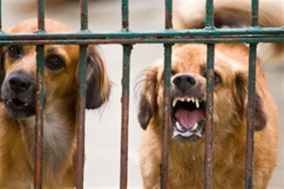 Rabies cases in Philippines up 23 per cent this year