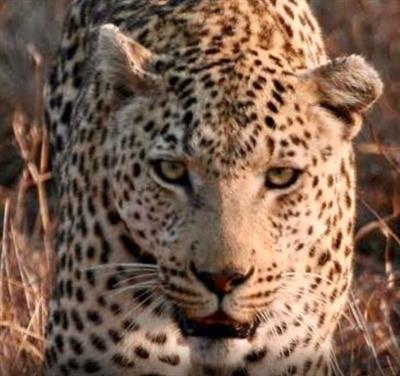 Leopard kills woman in Udaipur, shooting orders issued