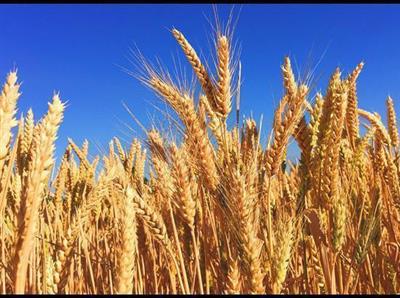 More than 69,646 metric tons of paddy purchased so far: Haryana Govt