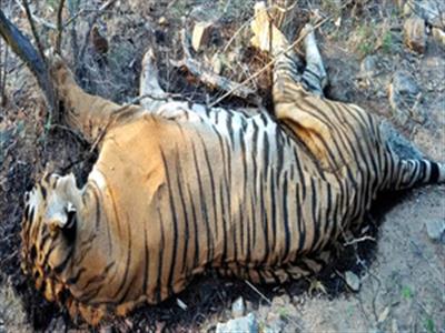 Dead tigers in Vietnam test positive for H5N1