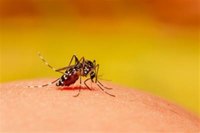 WHO launches global plan to fight dengue, Aedes-borne arboviral diseases