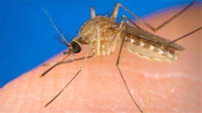 West Nile fever detected in dead bird for first time in Latvia