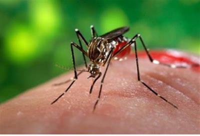 Over 40,000 dengue cases reported in Sri Lanka so far in 2024