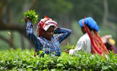 India's tea exports up over 23 pc in January-July period