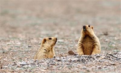 Mongolian police seize around 290 dead marmots