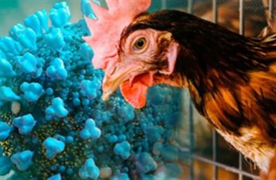 Australian govt readies $63.9 million funds for fighting deadly avian influenza