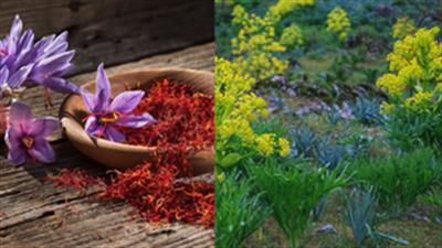 Afghanistan exports saffron, ferula asafoetida worth $77.5 million in 6 months