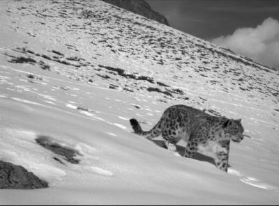 Mongolia emphasises snow leopard protection