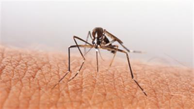 Public warning for Dengue, Malaria risks as northeast monsoon sets in