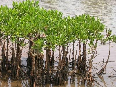 Cyclone Dana: Mangrove belt acting as natural speed breaker minimised impact in coastal Sundarbans