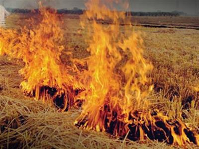 Refrain from burning crop residue, Haryana govt urges farmers