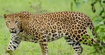 Tamil Nadu: Leopard kills dog at home stay in Valparai, locals demand immediate capture