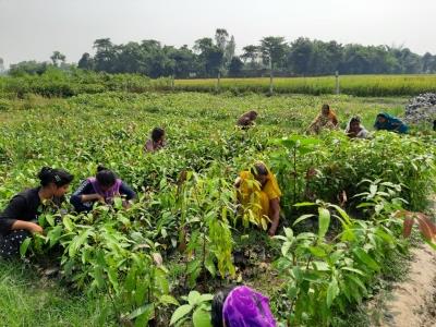 India's kharif foodgrain output projected at record 1,647 lakh tonnes for 2024-25