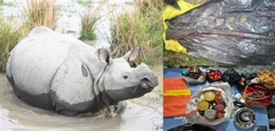 Assam: 4 rhino poachers arrested in Darrang; arms, ammunition recovered